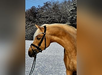 Pony tedesco, Castrone, 4 Anni, 146 cm, Palomino
