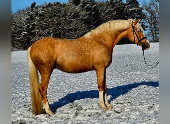 Pony tedesco, Castrone, 4 Anni, 146 cm, Palomino