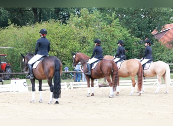 Pony tedesco, Castrone, 4 Anni, 146 cm, Palomino
