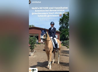 Pony tedesco, Castrone, 4 Anni, 146 cm, Palomino