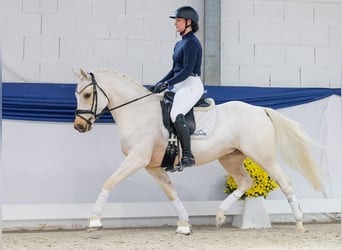 Pony tedesco, Castrone, 4 Anni, 146 cm, Palomino