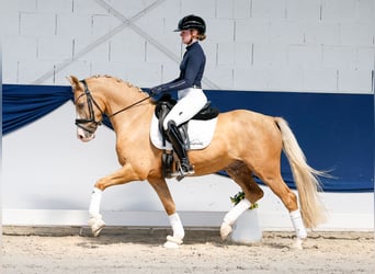 Pony tedesco, Castrone, 4 Anni, 146 cm, Palomino
