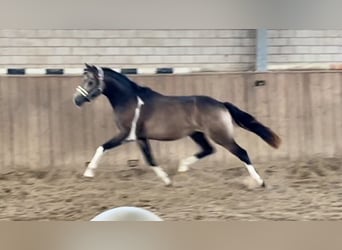 Pony tedesco, Castrone, 4 Anni, 146 cm, Pelle di daino