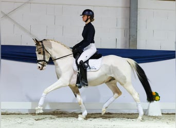 Pony tedesco, Castrone, 4 Anni, 146 cm, Pezzato