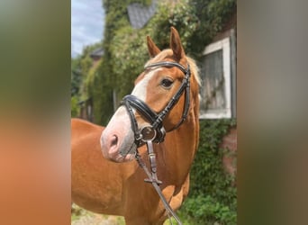 Pony tedesco, Castrone, 4 Anni, 146 cm, Sauro