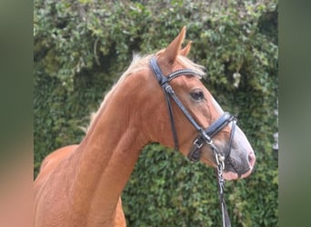 Pony tedesco, Castrone, 4 Anni, 146 cm, Sauro