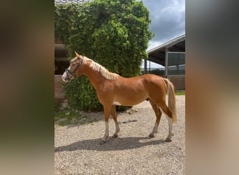 Pony tedesco, Castrone, 4 Anni, 146 cm, Sauro