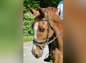 Pony tedesco, Castrone, 4 Anni, 146 cm, Sauro