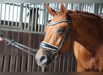 Pony tedesco, Castrone, 4 Anni, 146 cm, Sauro