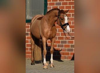Pony tedesco, Castrone, 4 Anni, 146 cm, Sauro