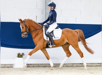 Pony tedesco, Castrone, 4 Anni, 146 cm, Sauro