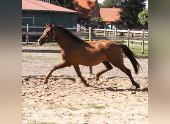 Pony tedesco, Castrone, 4 Anni, 146 cm, Sauro scuro