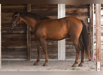 Pony tedesco, Castrone, 4 Anni, 146 cm, Sauro scuro