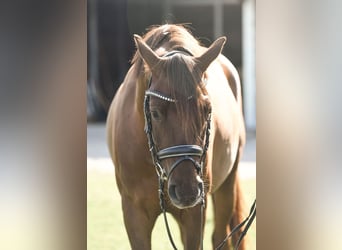 Pony tedesco, Castrone, 4 Anni, 146 cm, Sauro scuro