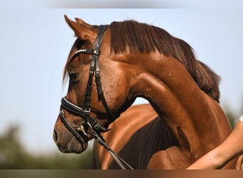 Pony tedesco, Castrone, 4 Anni, 146 cm, Sauro scuro
