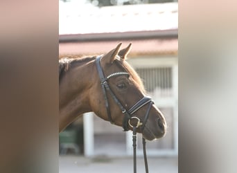 Pony tedesco, Castrone, 4 Anni, 146 cm, Sauro scuro