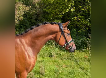 Pony tedesco, Castrone, 4 Anni, 147 cm, Baio