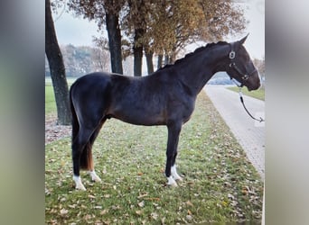 Pony tedesco, Castrone, 4 Anni, 147 cm, Baio scuro