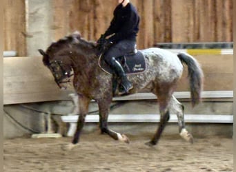 Pony tedesco, Castrone, 4 Anni, 147 cm
