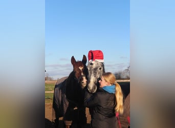 Pony tedesco, Castrone, 4 Anni, 147 cm, Grigio