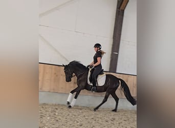 Pony tedesco, Castrone, 4 Anni, 147 cm, Morello