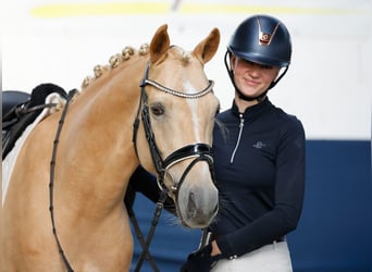 Pony tedesco, Castrone, 4 Anni, 147 cm, Palomino