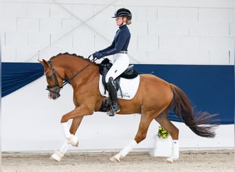 Pony tedesco, Castrone, 4 Anni, 147 cm, Sauro