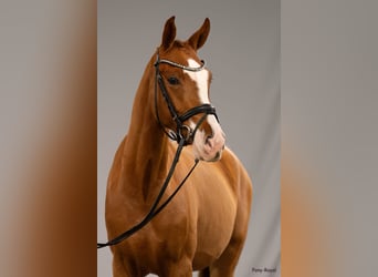 Pony tedesco, Castrone, 4 Anni, 147 cm, Sauro
