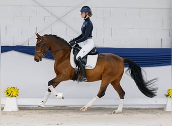 Pony tedesco, Castrone, 4 Anni, 148 cm, Baio