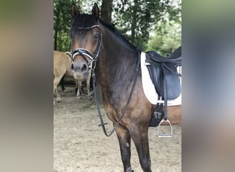 Pony tedesco, Castrone, 4 Anni, 148 cm, Baio