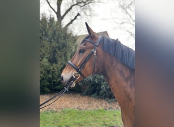 Pony tedesco, Castrone, 4 Anni, 148 cm, Baio chiaro