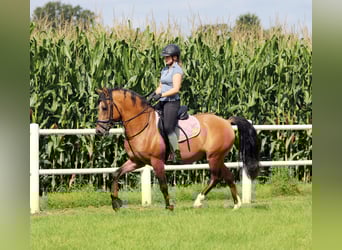 Pony tedesco, Castrone, 4 Anni, 148 cm, Falbo