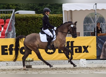 Pony tedesco, Castrone, 4 Anni, 148 cm, Falbo