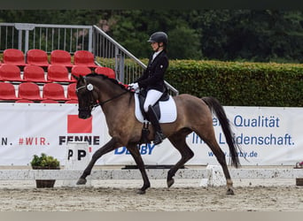 Pony tedesco, Castrone, 4 Anni, 148 cm, Falbo