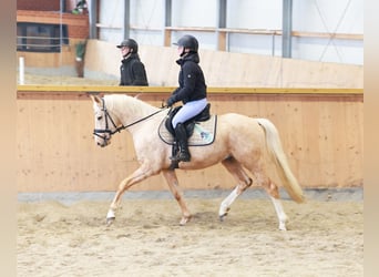 Pony tedesco, Castrone, 4 Anni, 148 cm, Palomino