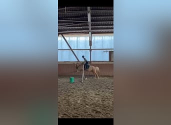 Pony tedesco, Castrone, 4 Anni, 148 cm, Palomino
