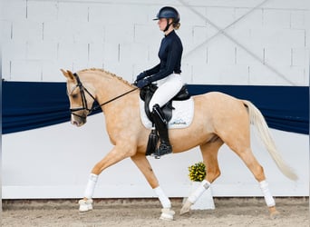 Pony tedesco, Castrone, 4 Anni, 148 cm, Palomino