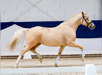 Pony tedesco, Castrone, 4 Anni, 148 cm, Palomino