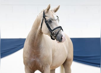 Pony tedesco, Castrone, 4 Anni, 148 cm, Palomino