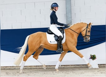 Pony tedesco, Castrone, 4 Anni, 148 cm, Palomino