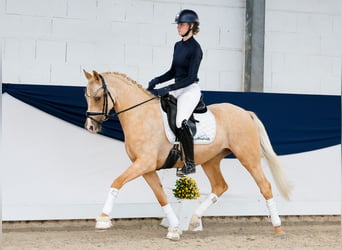 Pony tedesco, Castrone, 4 Anni, 148 cm, Palomino