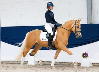 Pony tedesco, Castrone, 4 Anni, 148 cm, Palomino