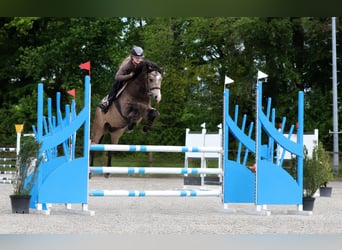 Pony tedesco, Castrone, 4 Anni, 148 cm, Pelle di daino