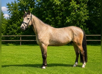 Pony tedesco, Castrone, 4 Anni, 148 cm, Pelle di daino