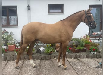 Pony tedesco, Castrone, 4 Anni, 148 cm, Sauro