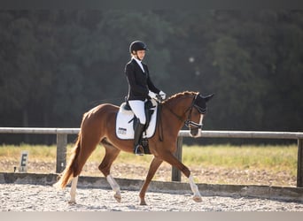 Pony tedesco, Castrone, 4 Anni, 148 cm, Sauro