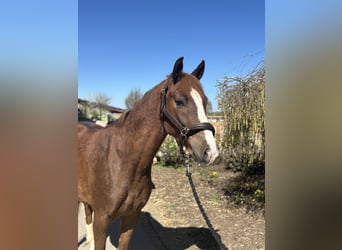 Pony tedesco, Castrone, 4 Anni, 148 cm, Sauro scuro