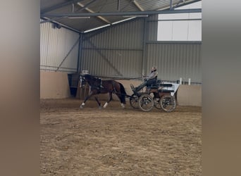 Pony tedesco, Castrone, 4 Anni, 149 cm