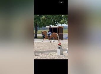 Pony tedesco, Castrone, 4 Anni, 149 cm, Palomino