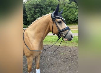 Pony tedesco, Castrone, 4 Anni, 149 cm, Palomino